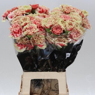 Freshy Lange Anjer “Sequoia” | Kleur: Gemengde Kleuren | Lengte ± 70 centimeter | Per 20 verse bloemen