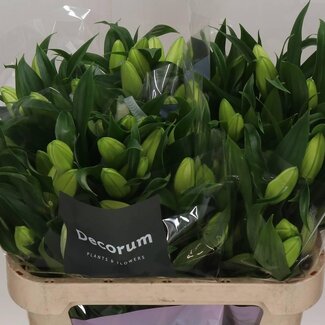 Freshy Lelie Oriental Du Aqua Rl Aisha