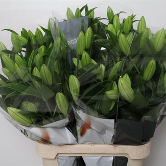 Freshy Lelie Oriental Aqua Tisento