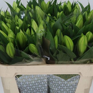 Freshy Lerie Oriental Aqua “White Passion” | Kleur: Wit | Lengte ± 70 centimeter | Per 10 stelen verse bloemen