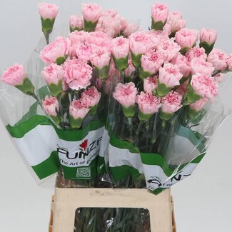 Freshy Lange Anjer Funza “Essiana” | Kleur: Roze | Lengte ± 70 centimeter | Per 20 verse bloemen