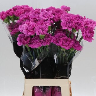 Freshy Oeillet long “Farida” | Couleur: Rose | Longueur ± 70 centimeter | Par 20 fleurs fraîches