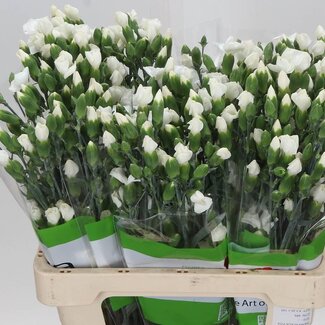 Freshy Trosanjer “Solomio Ard” | Enkelbloemig | Kleur: Wit | Lengte ± 60 centimeter | Per 20 verse bloemen