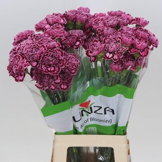 Freshy Lange Anjer “Nobbio Burgundy” | Kleur: Bruin | Lengte ± 70 centimeter | Per 20 verse bloemen