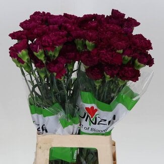 Freshy Lange Anjer “Golem” | Kleur: Paars | Lengte ± 70 centimeter | Per 20 verse bloemen