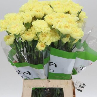 Freshy Lange Anjer Funza “Illiad Geel” | Kleur: Gemengde Kleuren | Lengte ± 70 centimeter | Per 20 verse bloemen