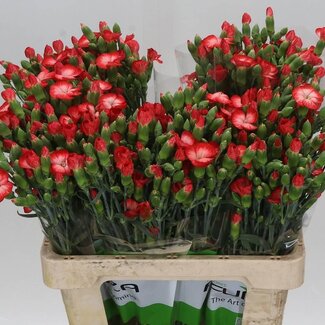 Freshy Trosanjer “Solomio Fen” | Enkelbloemig | Kleur: Roze | Lengte ± 60 centimeter | Per 20 verse bloemen