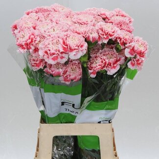 Freshy Lange Anjer Funza “Joker” | Kleur: Gemengde Kleuren | Lengte ± 70 centimeter | Per 20 verse bloemen