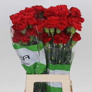 Freshy Lange Anjer Funza “Red Soho” | Kleur: Gemengde Kleuren | Lengte ± 70 centimeter | Per 20 verse bloemen
