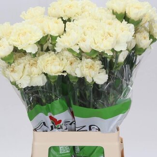 Freshy Lange Anjer Funza “Rodas” | Kleur: Gemengde Kleuren | Lengte ± 70 centimeter | Per 20 verse bloemen