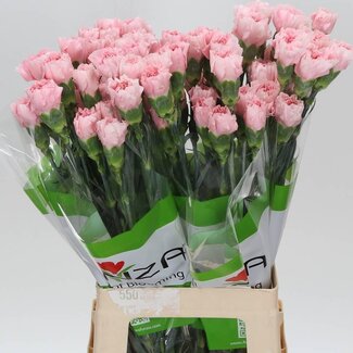 Freshy Lange Anjer Funza “Pink Cute” | Kleur: Gemengde Kleuren | Lengte ± 70 centimeter | Per 20 verse bloemen