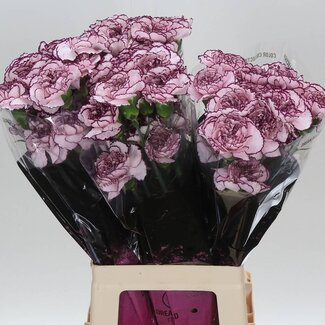 Freshy Lange Anjer Funza “Damascus” | Kleur: Wit Paars | Lengte ± 70 centimeter | Per 20 verse bloemen