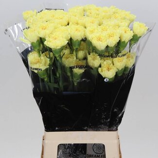 Freshy Lange Anjer “Hermes Geel” | Kleur: Geel | Lengte ± 70 centimeter | Per 20 verse bloemen