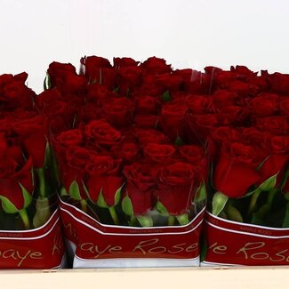 Freshy Grootbloemige Roos “Furiosa” | Kleur: Rood | Lengte ± 50 centimeter | Per 20 verse bloemen