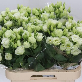 Freshy Eustoma Lisianthus Gevuld “Rosi Green” | Kleur: Groen | Lengte ± 70 centimeter | Per 10 stelen verse bloemen