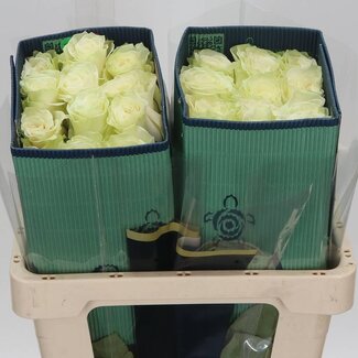 Freshy Grootbloemige Roos “Mondial” | Kleur: Wit | Lengte ± 50 centimeter | Herkomst Ecuador | Per 25 verse bloemen