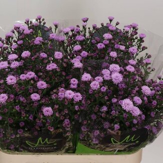 Freshy Nieuwnederlandse Aster Novi-Belgii “Double Date Pink” | Kleur: Paars | Lengte ± 80 centimeter | Per 25 stelen verse bloemen