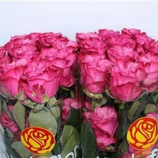 Freshy Grootbloemige Roos “Country Blues” | Kleur: Roze | Lengte ± 50 centimeter | Herkomst Ecuador | Per 25 verse bloemen