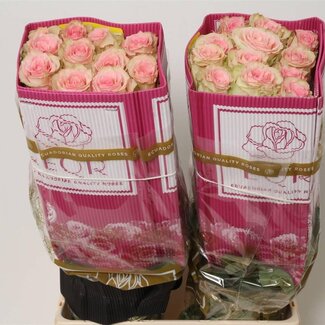 Freshy Grootbloemige Roos “Esperance” | Kleur: Roze | Lengte ± 70 centimeter | Herkomst Ecuador | Per 25 verse bloemen