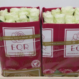Freshy Grootbloemige Roos “Moonstone” | Kleur: Wit | Lengte ± 50 centimeter | Herkomst Ecuador | Per 25 verse bloemen