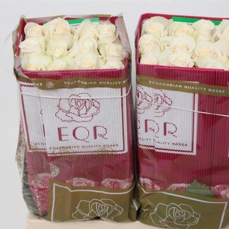 Freshy Large-flowered Rose “Vendela” | Colour: White | Length ± 60 centimetre | Origin Ecuador | Per 25 fresh flowers