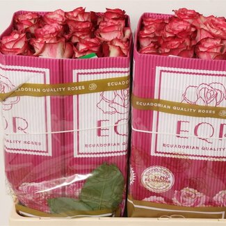 Freshy Large-flowered Rose “Magic Times” | Colour: Pink | Length ± 50 centimetre | Origin Ecuador | Per 25 fresh flowers