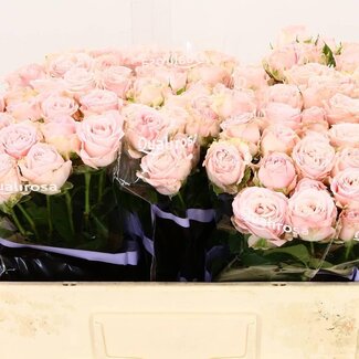 Freshy Trosroos “Bombastic” | Kleur: Wit Roze | Lengte ± 50 centimeter | Per 10 verse bloemen