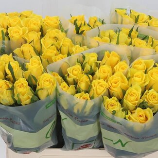 Freshy Grootbloemige Roos “Moonwalk” | Kleur: Geel | Lengte ± 60 centimeter | Per 20 verse bloemen