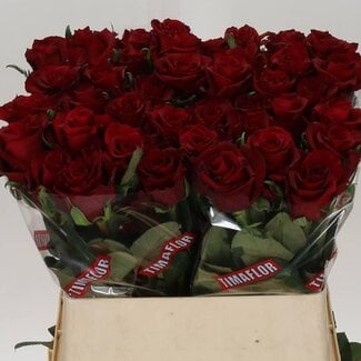 Freshy Grootbloemige Roos “Ever Red” | Kleur: Rood | Lengte ± 80 centimeter | Per 10 verse bloemen