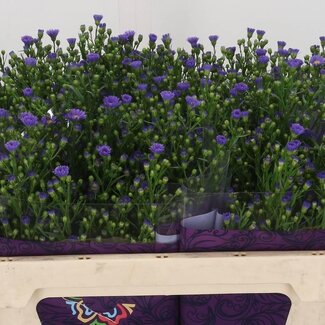 Freshy Aster Novi-Belgii “Casamare” | Kleur: Paars | Lengte ± 70 centimeter | Per 25 stelen verse bloemen
