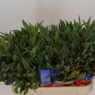 Freshy Alstroemeria Incalelie “Dancing Queen” | Kleur: Oranje | Lengte ± 75 centimeter | Per 10 stelen verse bloemen