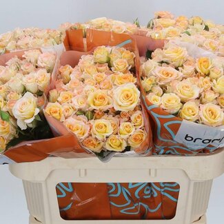 Freshy Trosroos “Sweet Chablis” | Kleur: Geel | Lengte ± 70 centimeter | Per 10 verse bloemen