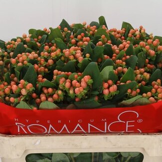 Freshy Hypericum Sint-janskruid “Mellow Romance” Vertakt | Kleur: Oranje | Lengte ± 70 centimeter | Per 25 stelen verse bloemen