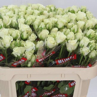 Freshy Trosroos “Snowflake” | Kleur: Wit | Lengte ± 70 centimeter | Per 10 verse bloemen