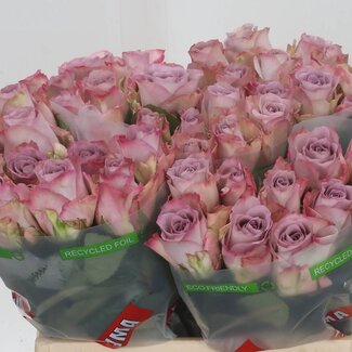 Freshy Rosa Memory Lane