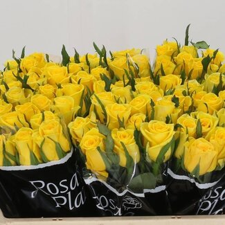 Freshy Grootbloemige Roos “Moonwalk” | Kleur: Geel | Lengte ± 50 centimeter | Per 20 verse bloemen