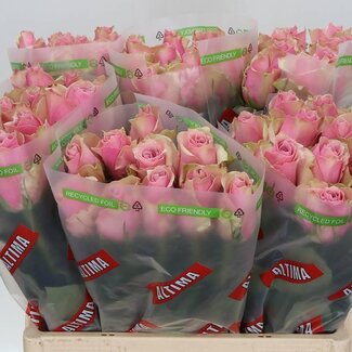 Freshy Grootbloemige Roos “Athena Royale” | Kleur: Roze | Lengte ± 60 centimeter | Per 10 verse bloemen