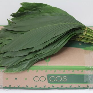 Freshy Rabbit Groß | Farbe: Grün | Länge ± 60 centimeter | Gewicht 175 gram | Pro 5 Bündel