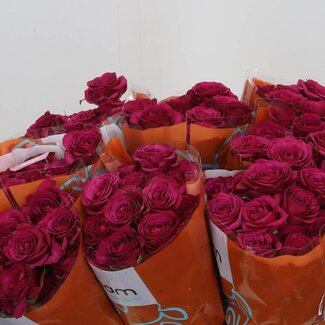 Freshy Trosroos “Cheyenne” | Kleur: Paars Roze | Lengte ± 40 centimeter | Per 10 verse bloemen