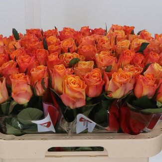 Freshy Grootbloemige Roos “Suncatcher” | Kleur: Geel Oranje | Lengte ± 60 centimeter | Per 20 verse bloemen