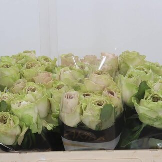 Freshy Grootbloemige Roos “Magique” | Kleur: Wit | Lengte ± 50 centimeter | Per 10 verse bloemen