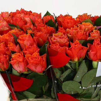 Freshy Grootbloemige Roos “Arancio” | Kleur: Oranje | Lengte ± 40 centimeter | Per 20 verse bloemen