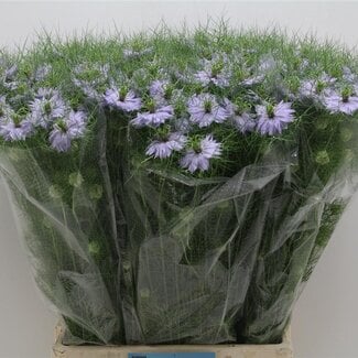Freshy Nigella D Cloudy Lavender