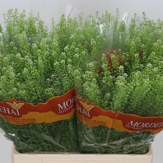 Freshy Lepidium “Green Bell” | Kleur: Groen | Lengte ± 65 centimeter | Per 25 stelen verse bloemen