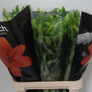 Freshy Lelie Longiflorum x Aziatische Lelie Aqua “Sunderland” | Kleur: Oranje | Lengte ± 90 centimeter | Per 10 stelen verse bloemen
