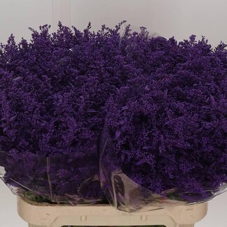 Freshy Solidago Guldenroede Paars | Kleur: Gemengde Kleuren | Lengte ± 80 centimeter | Per 25 stelen verse bloemen