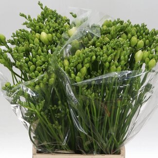 Freshy Freesia dubbel Belleville Extra