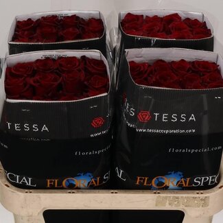 Freshy R Eq Explorer Tessa