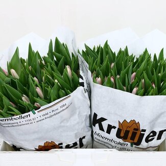 Freshy Tulp enkel Dynasty