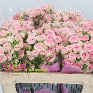 Freshy Trosroos “Creamy Twister” | Kleur: Roze | Lengte ± 70 centimeter | Per 10 verse bloemen